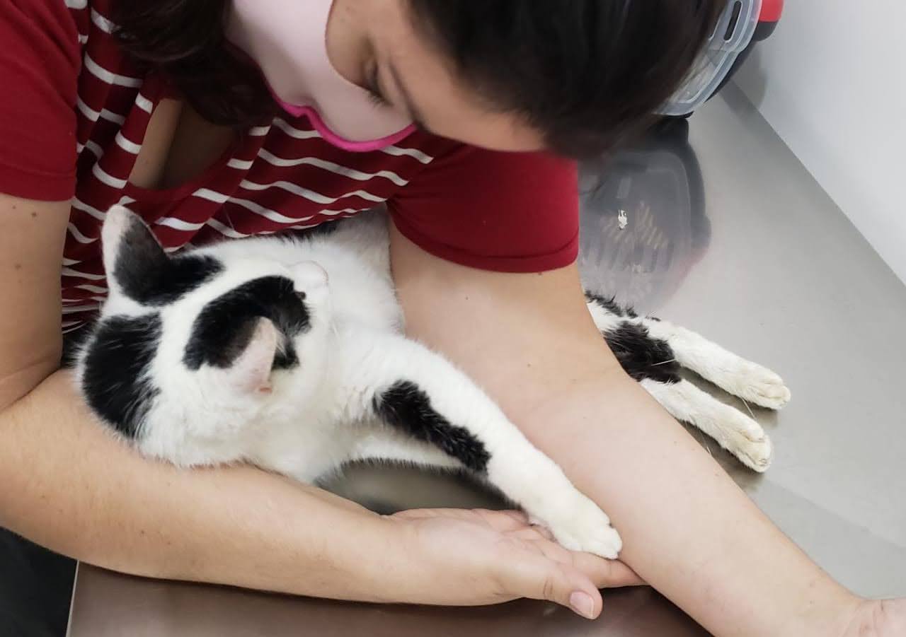Dra. Renata atendendo um felino